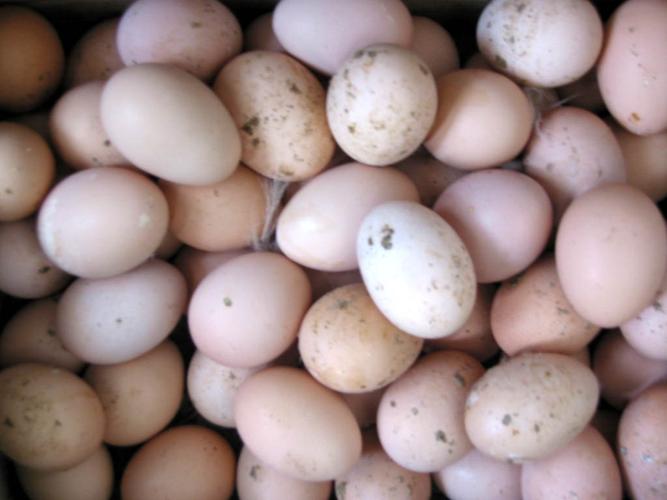伊犁哈萨克自治州批发鲜鸡蛋